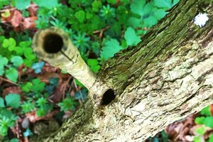 Waldcoaching Holunderstamm