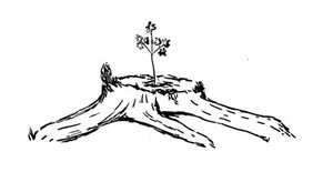 Waldcoaching Baumstrunk Ahornkeimling Waldbild u-Theorie