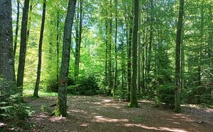 waldcoaching mischwald sommer