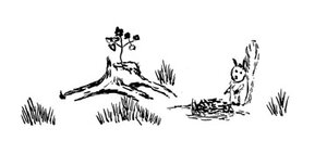 Waldcoaching Baumstrunk Ahornkeimling Gräser Eichhörnchen Loch Waldbild u-Theorie